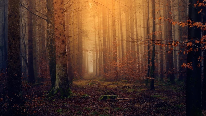 Enchanting Narratives